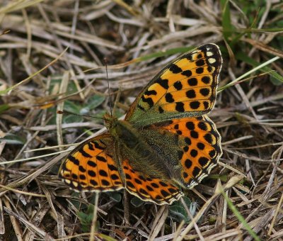 Kleine Parelmoervlinder - Queen Of Spain Fritillary