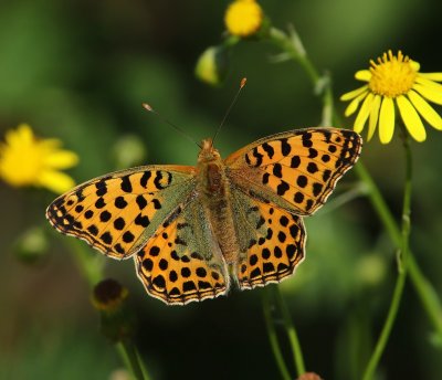 Kleine Parelmoervlinder - Queen Of Spain Fritillary