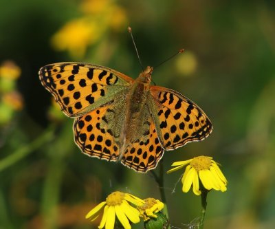 Kleine Parelmoervlinder - Queen Of Spain Fritillary