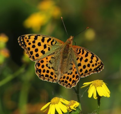 Kleine Parelmoervlinder - Queen Of Spain Fritillary