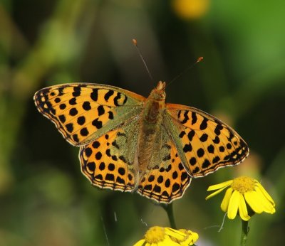 Kleine Parelmoervlinder - Queen Of Spain Fritillary
