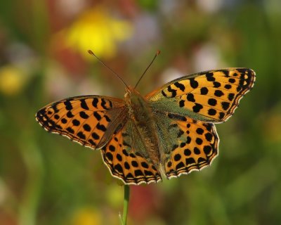 Kleine Parelmoervlinder - Queen Of Spain Fritillary