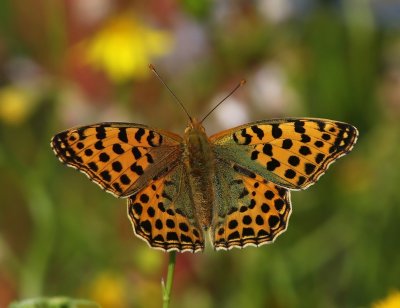 Kleine Parelmoervlinder - Queen Of Spain Fritillary