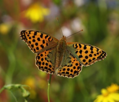 Kleine Parelmoervlinder - Queen Of Spain Fritillary