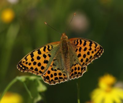 Kleine Parelmoervlinder - Queen Of Spain Fritillary
