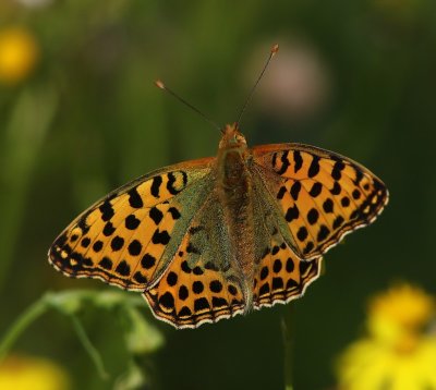 Kleine Parelmoervlinder - Queen Of Spain Fritillary