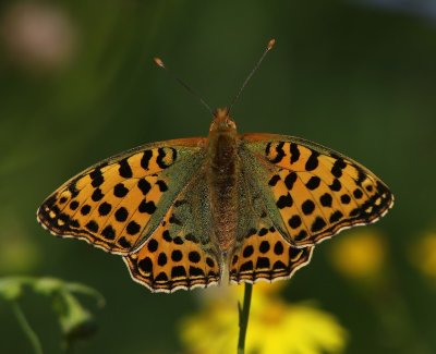 Kleine Parelmoervlinder - Queen Of Spain Fritillary