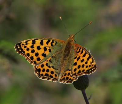 Kleine Parelmoervlinder - Queen Of Spain Fritillary