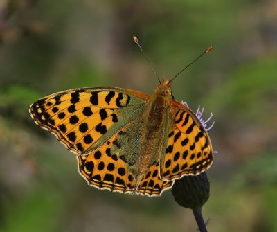 Kleine Parelmoervlinder - Queen Of Spain Fritillary