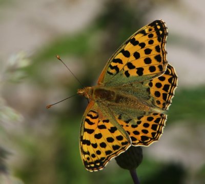 Kleine Parelmoervlinder - Queen Of Spain Fritillary