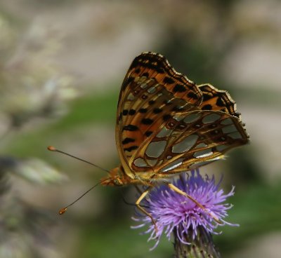 Kleine Parelmoervlinder - Queen Of Spain Fritillary