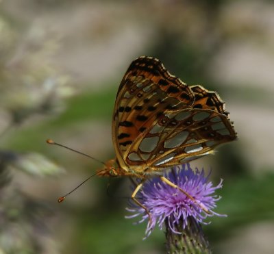 Kleine Parelmoervlinder - Queen Of Spain Fritillary