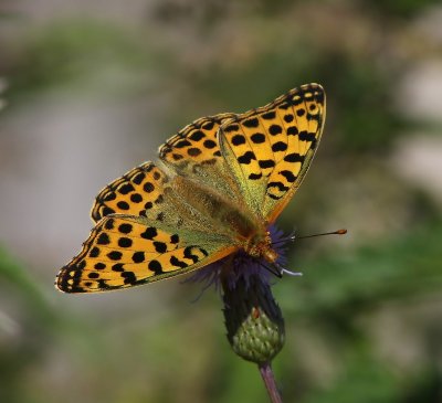Kleine Parelmoervlinder - Queen Of Spain Fritillary