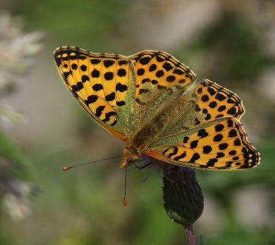 Kleine Parelmoervlinder - Queen Of Spain Fritillary