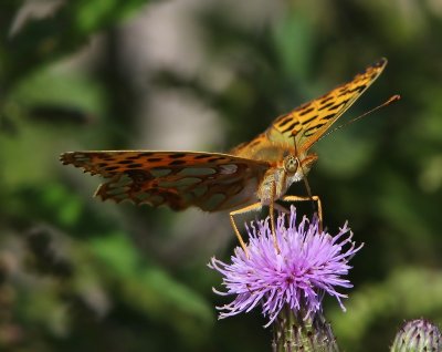 Kleine Parelmoervlinder - Queen Of Spain Fritillary