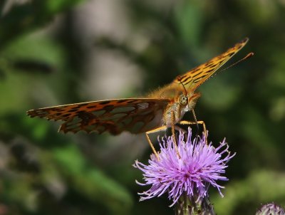 Kleine Parelmoervlinder - Queen of Spain Fritillary