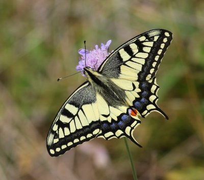 Koninginnenpage - Old World Swallowtail