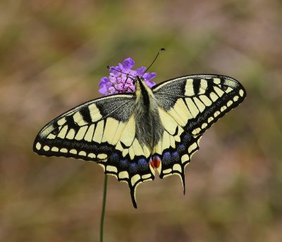 Vlinders,Libellen en Insecten - Butterflies,Dragonflies and Insects