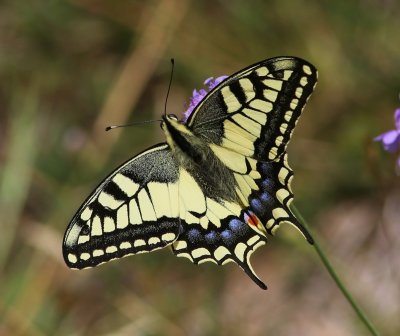 Koninginnenpage - Old World Swallowtail