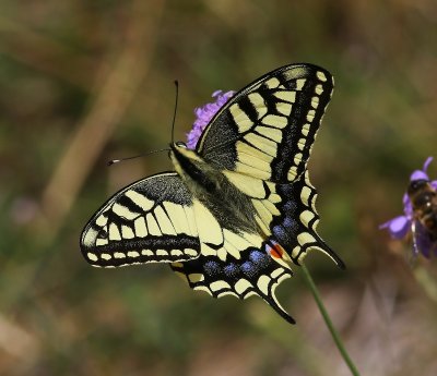 Koninginnenpage - Old World Swallowtail