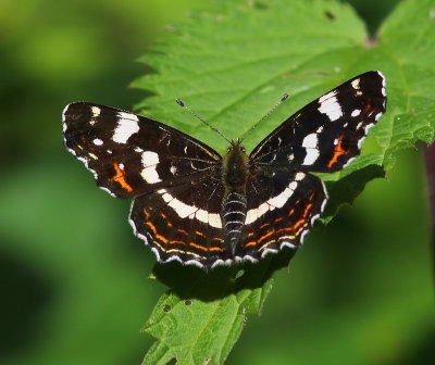 Landkaartje - Map Butterfly