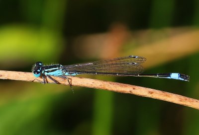 Lantaarntje - Blue-tailed Damselfly