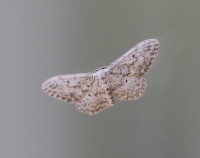 Paardenbloemspanner - Small Dusty Wave