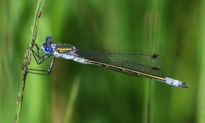 Tangpantserjuffer - Scarce Emerald Damselfly