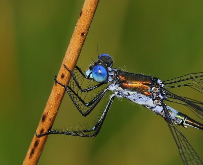 Tangpantserjuffer - Scarce Emerald Damselfly