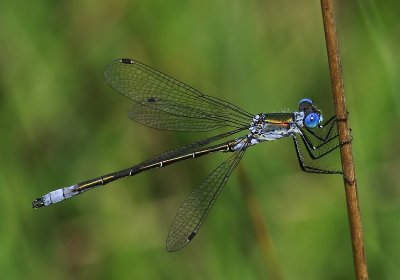 Tangpantserjuffer - Scarce Emerald Damselfly