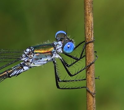 Tangpantserjuffer - Scarce Emerald Damselfly