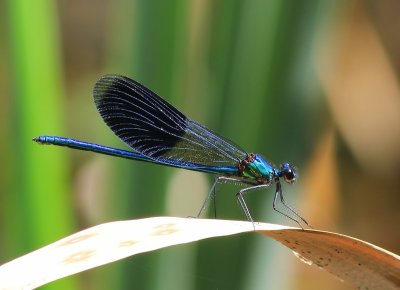 Weidebeekjuffer - Banded Demoiselle