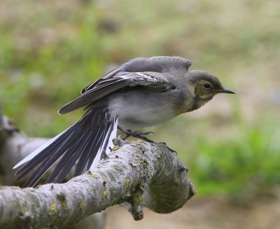 Witte Kwikstaart - White Wagtail
