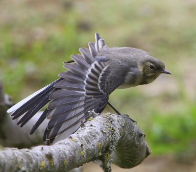 Witte Kwikstaart - White Wagtail