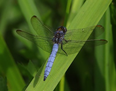 Beekoeverlibel - Keeled Skimmer