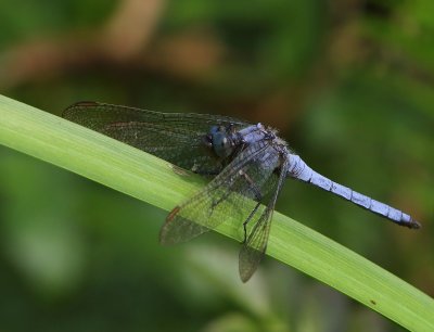 Beekoeverlibel - Keeled Skimmer