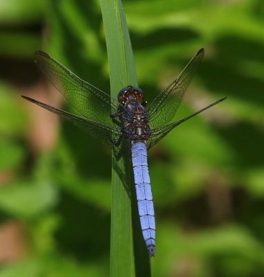 Beekoeverlibel - Keeled Skimmer