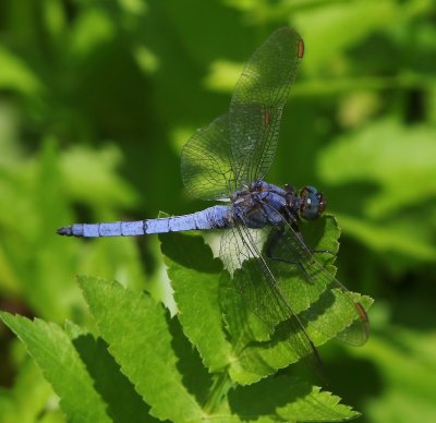 Beekoeverlibel - Keeled Skimmer