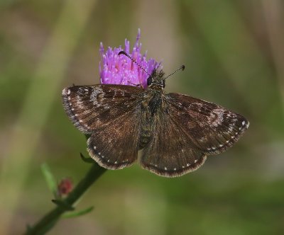 Bruin Dikkopje - Dingy Skipper