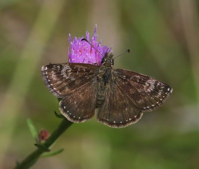 Bruin Dikkopje - Dingy Skipper