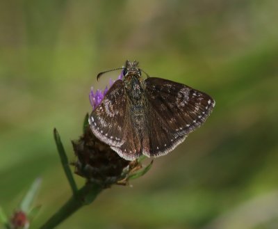 Bruin Dikkopje - Dingy Skipper