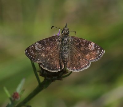 Bruin Dikkopje - Dingy Skipper