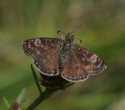 Bruin Dikkopje - Dingy Skipper