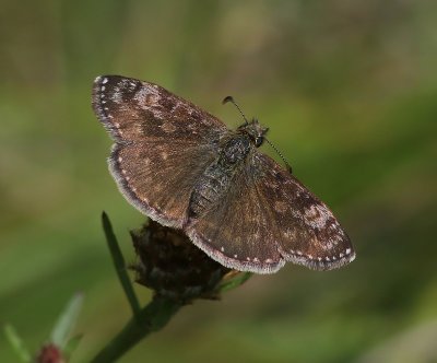 Bruin Dikkopje - Dingy Skipper