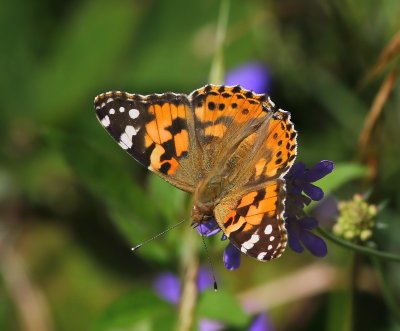 Distelvlinder - Painted Lady