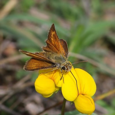 Dwergdikkopje - Lulworth Skipper