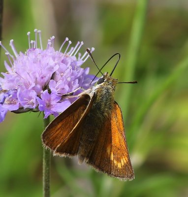 Dwergdikkopje - Lulworth Skipper