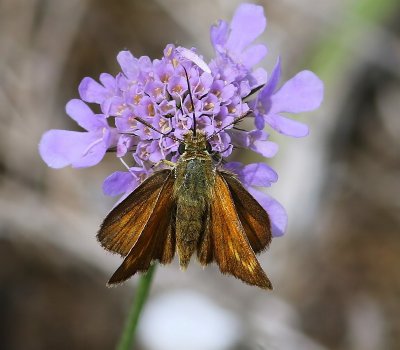 Dwergdikkopje - Lulworth Skipper