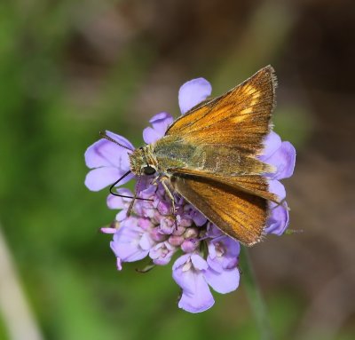 Dwergdikkopje - Lulworth Skipper