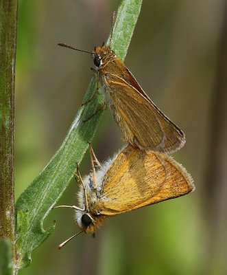 Dwergdikkopjes - Lulworth Skippers